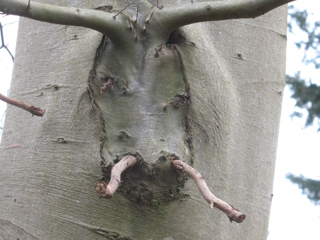 Hert of wild zwijn ?