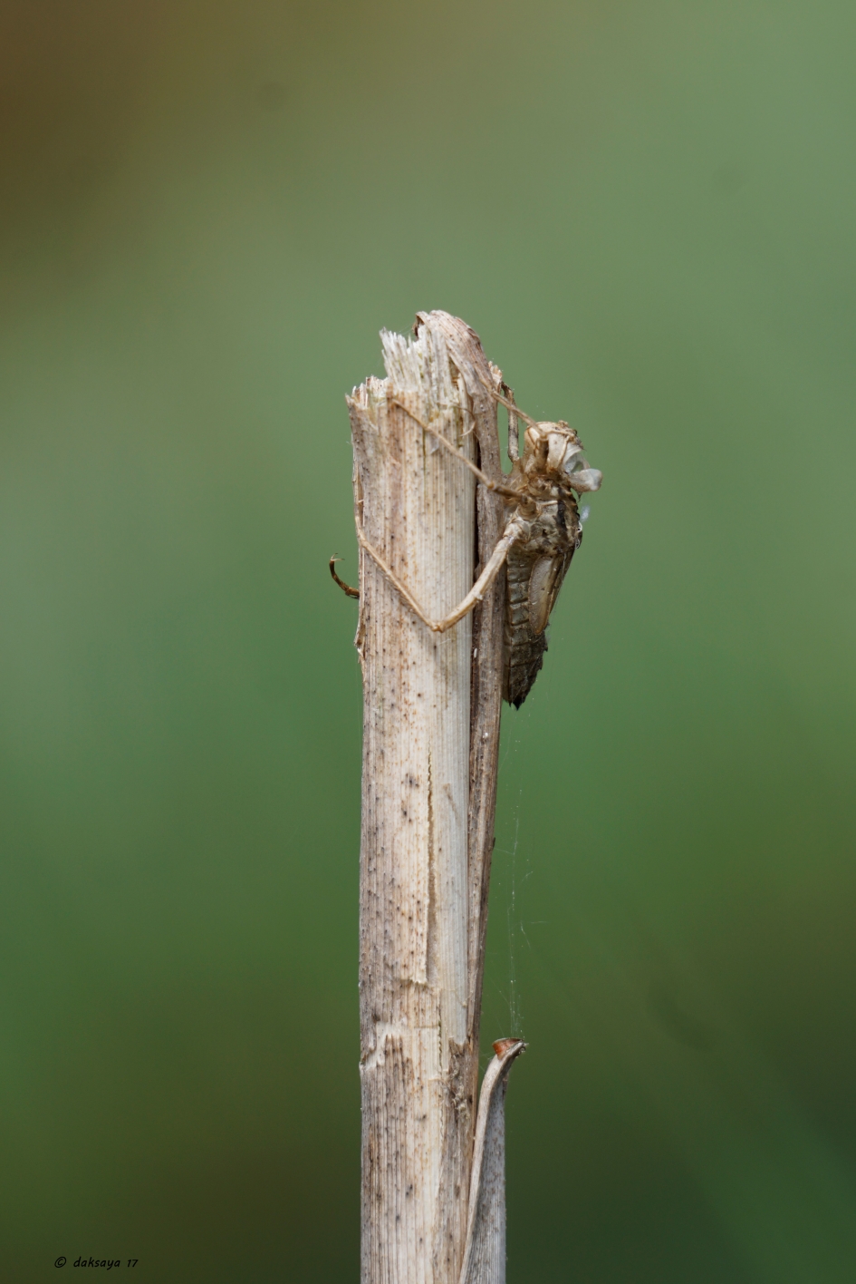 Het omhulsel - Geleedpotigen - 