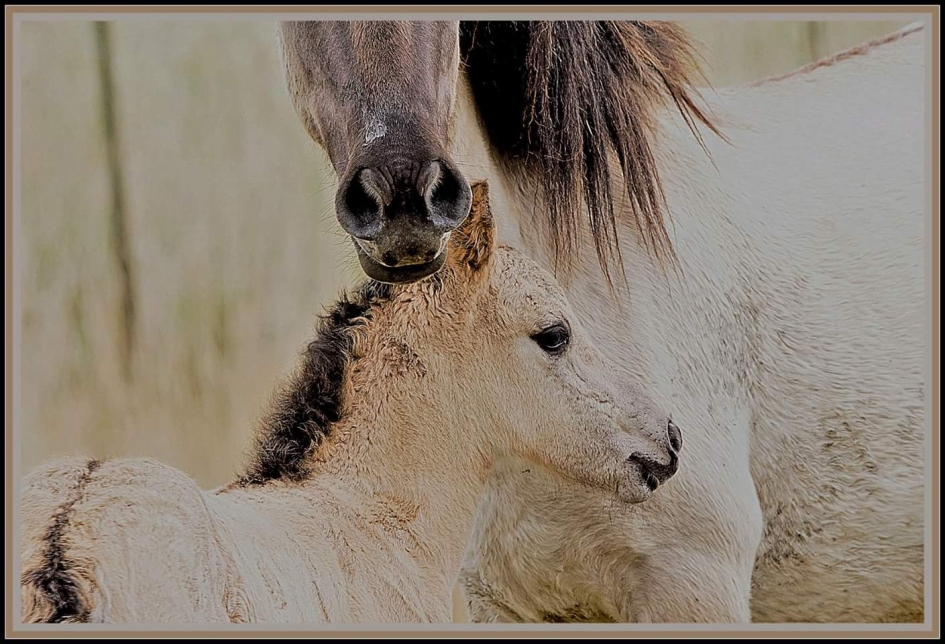 Hier ben ik veilig!! - Zoogdieren - Koninkspaard??