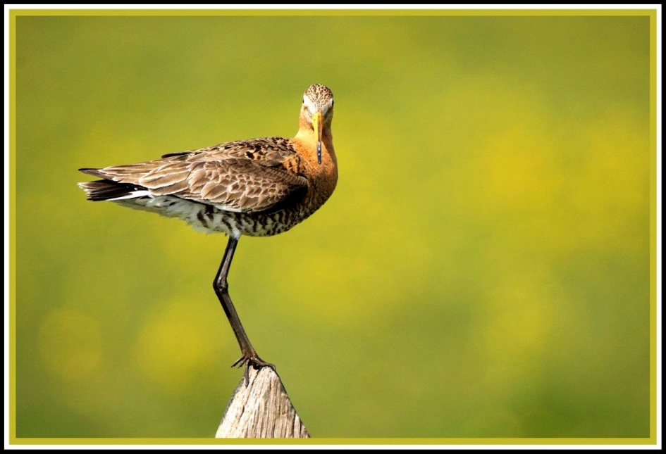 Hij houd je in de gaten - Vogels - Grutto