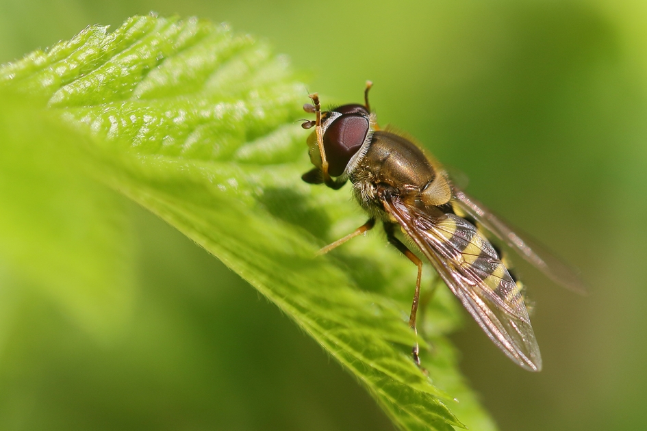 HOERA voor Koningin Maxima - Geleedpotigen - 