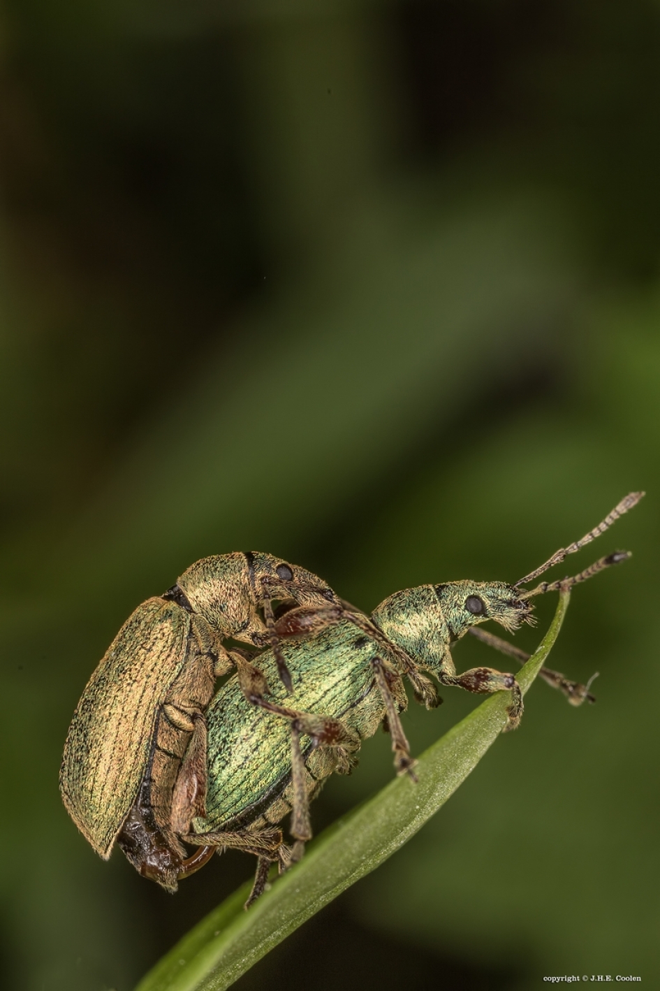 Hogerop - Geleedpotigen - 