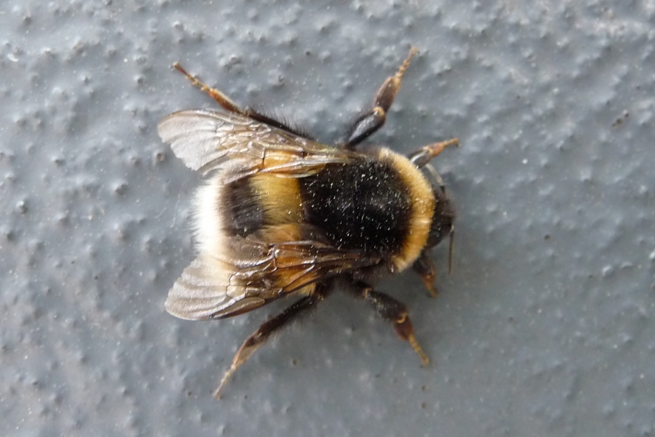 Hommel - Geleedpotigen - 