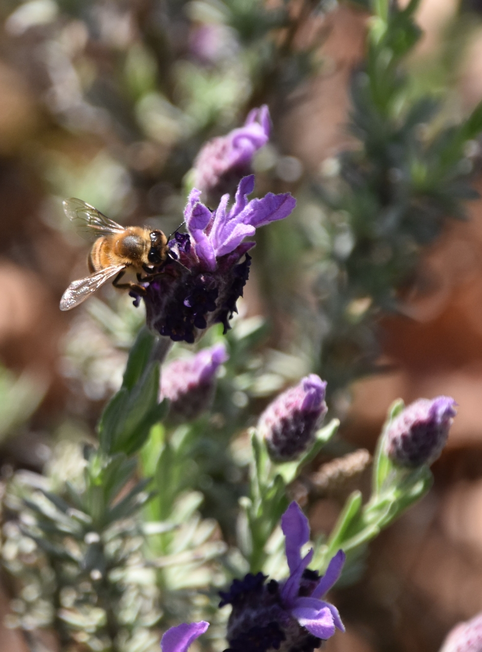 Hoog bezoek - Geleedpotigen - Kuiflavendel of vlinderlavendel