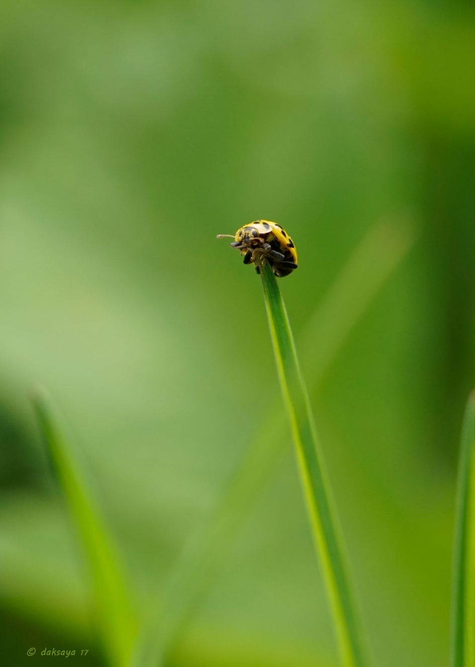 Hoogtevrees? - Geleedpotigen - 