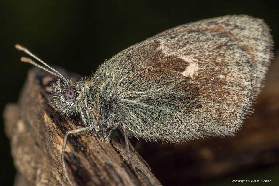 Hooibeesje - Geleedpotigen - Hooibeestje