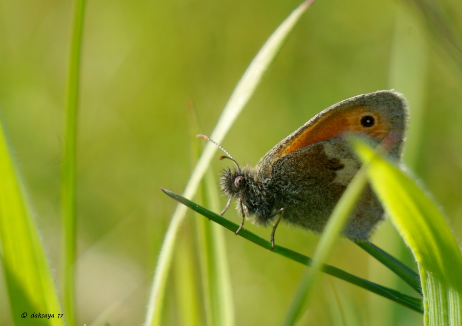 Hooibeestje in het gras - Geleedpotigen - 