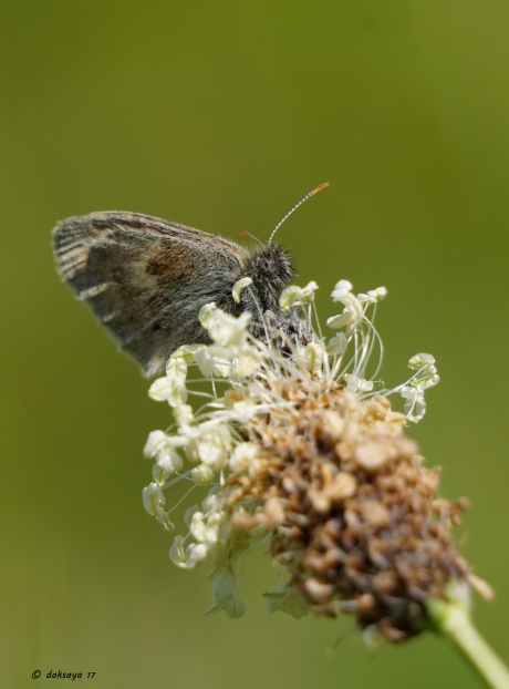 Hooibeestje op weegbree