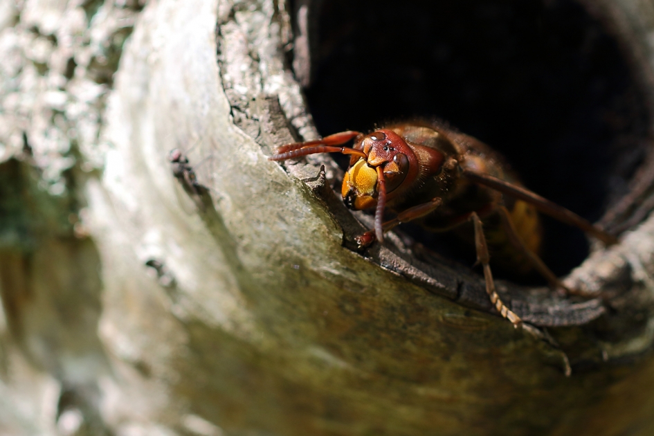 hoornaar - onze grootste wesp- - Geleedpotigen - 