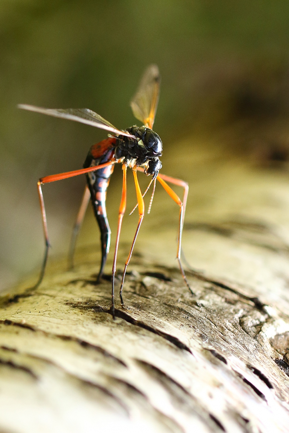 houtlangpootmug -v- - Geleedpotigen - 