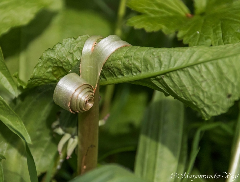 Houvast - Planten - geen id