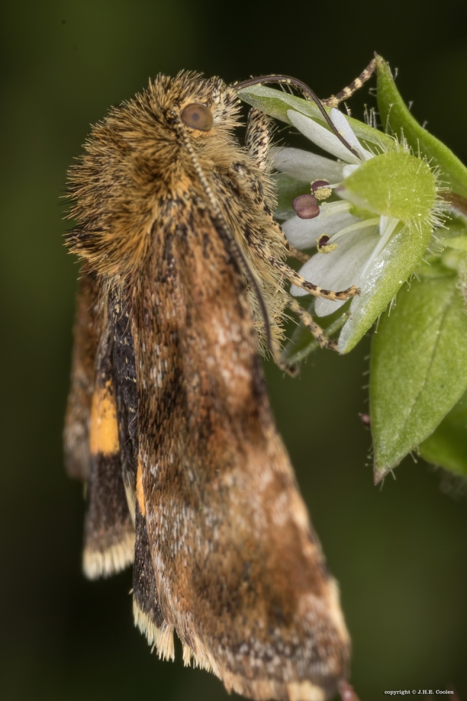 Huismoeder - Geleedpotigen - Kleine huismoeder