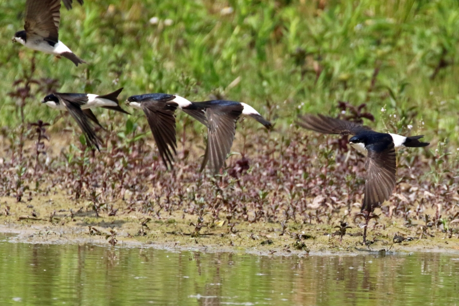 Huiszwaluwen (2) - Vogels - 