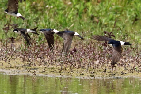 Huiszwaluwen (2)