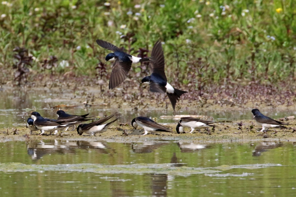 Huiszwaluwen - Vogels - 