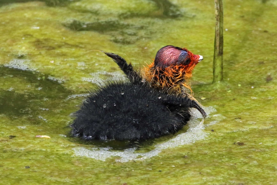 Ik kan niet harder... - Vogels - 