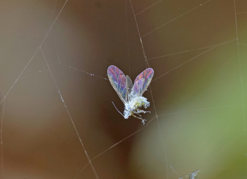 In de val - Geleedpotigen - 