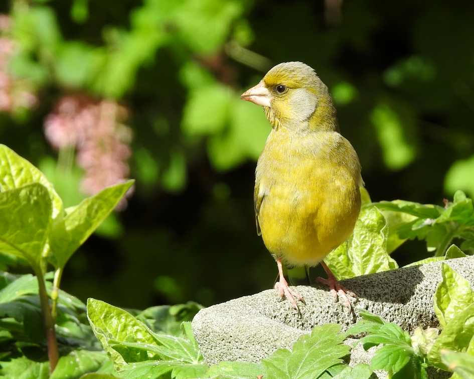 In een groen groen groen........... - Vogels - Groenling