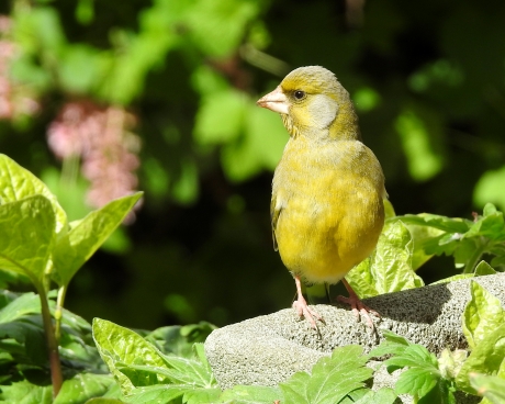 In een groen groen groen...........