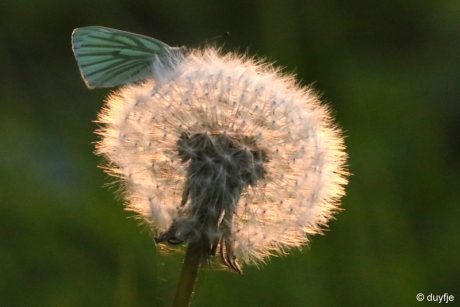 in het late zonnetje