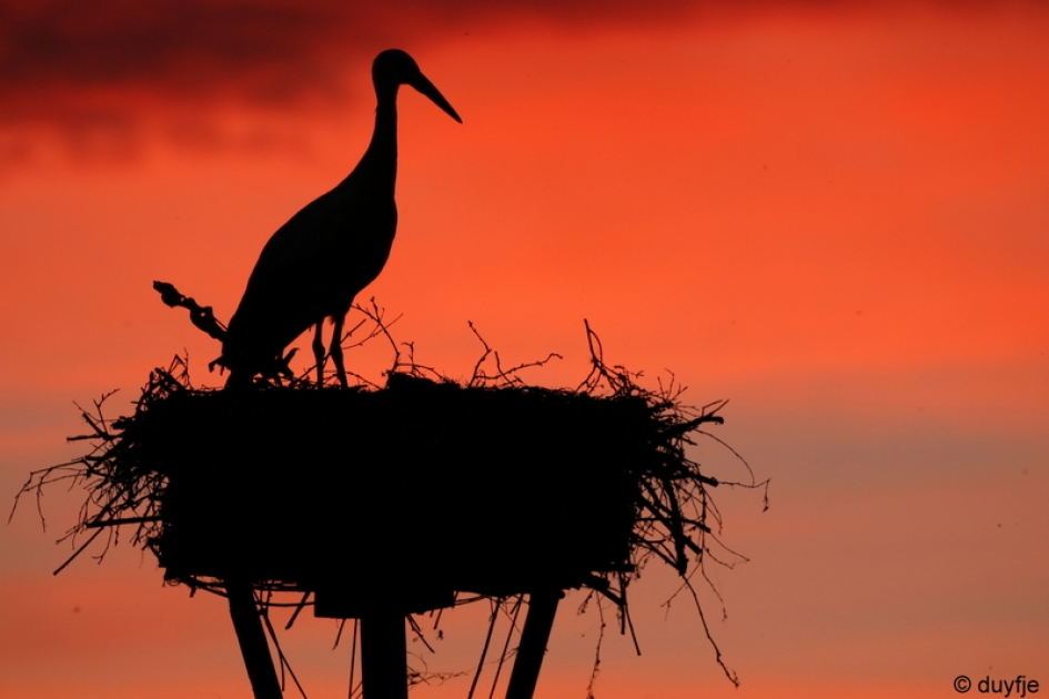 In het ochtendgloren - Vogels - Ooievaar