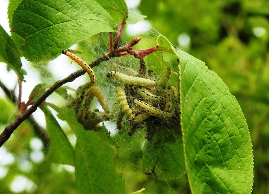 Ingekapselde rupsen van de Spinselmot - Geleedpotigen - Spinselmot