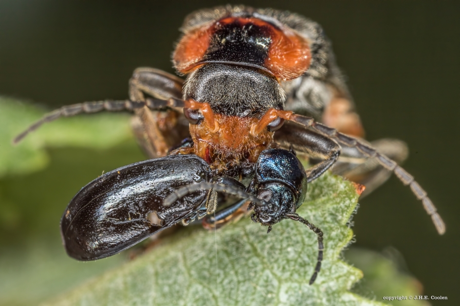 Ingelijfd - Geleedpotigen - Zwart soldaatje