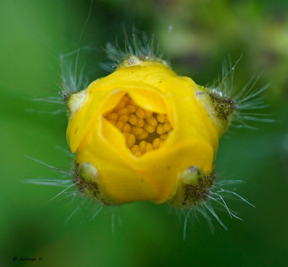 Inkijkje - Planten - 