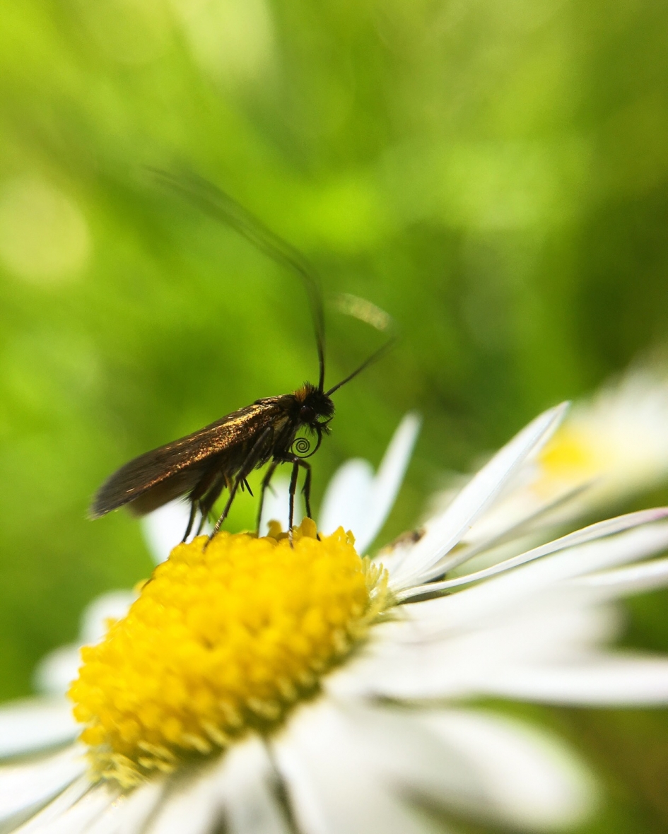 Insect - Geleedpotigen - 