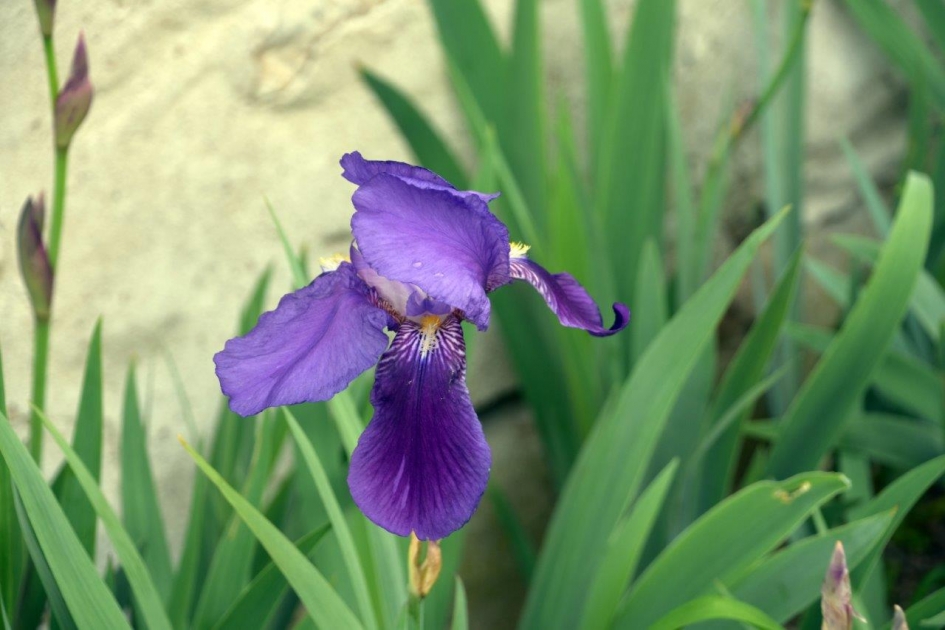 Iris - Planten - 