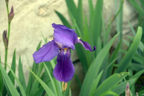 Iris