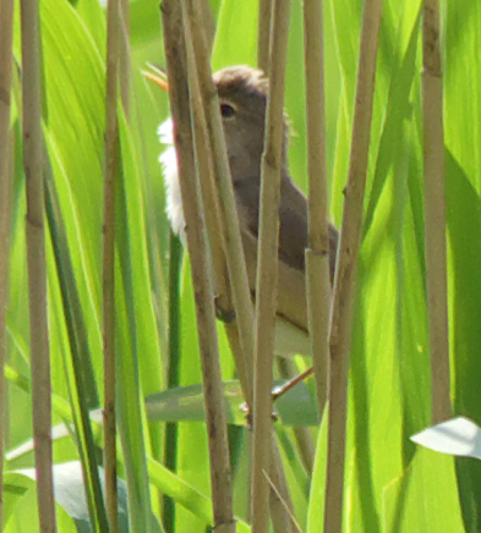 Is dit een veldrietzanger? - Vogels - 
