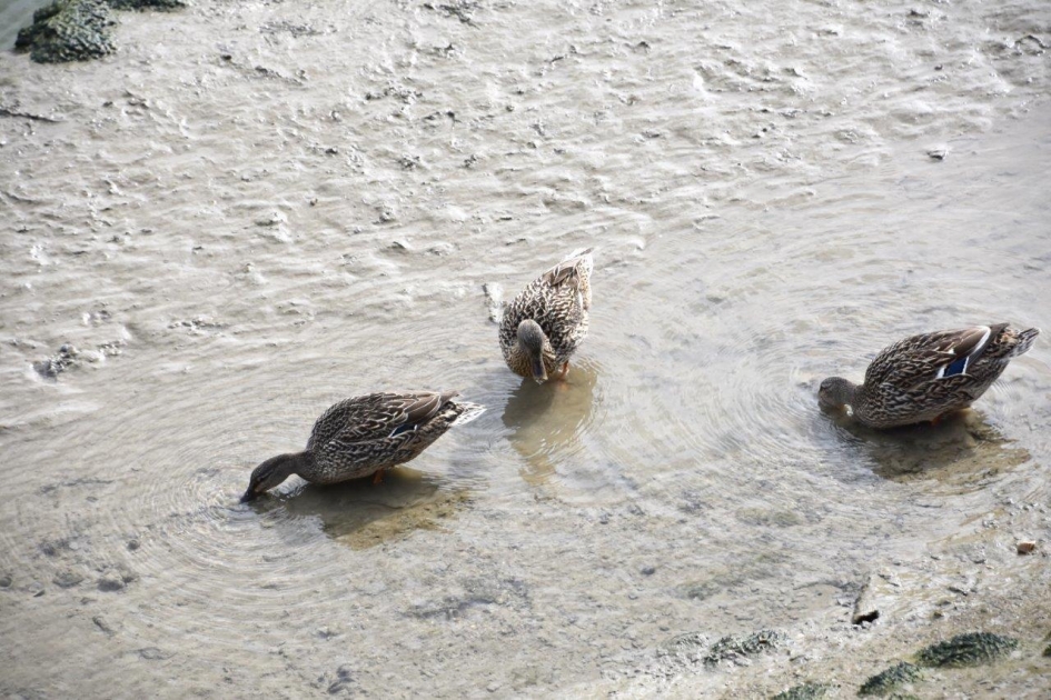 Is er iets te vinden? - Vogels - 
