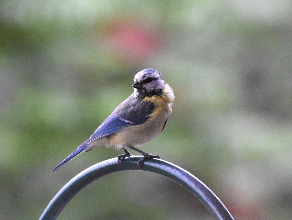 Jong pimpelmeesje - Vogels - 