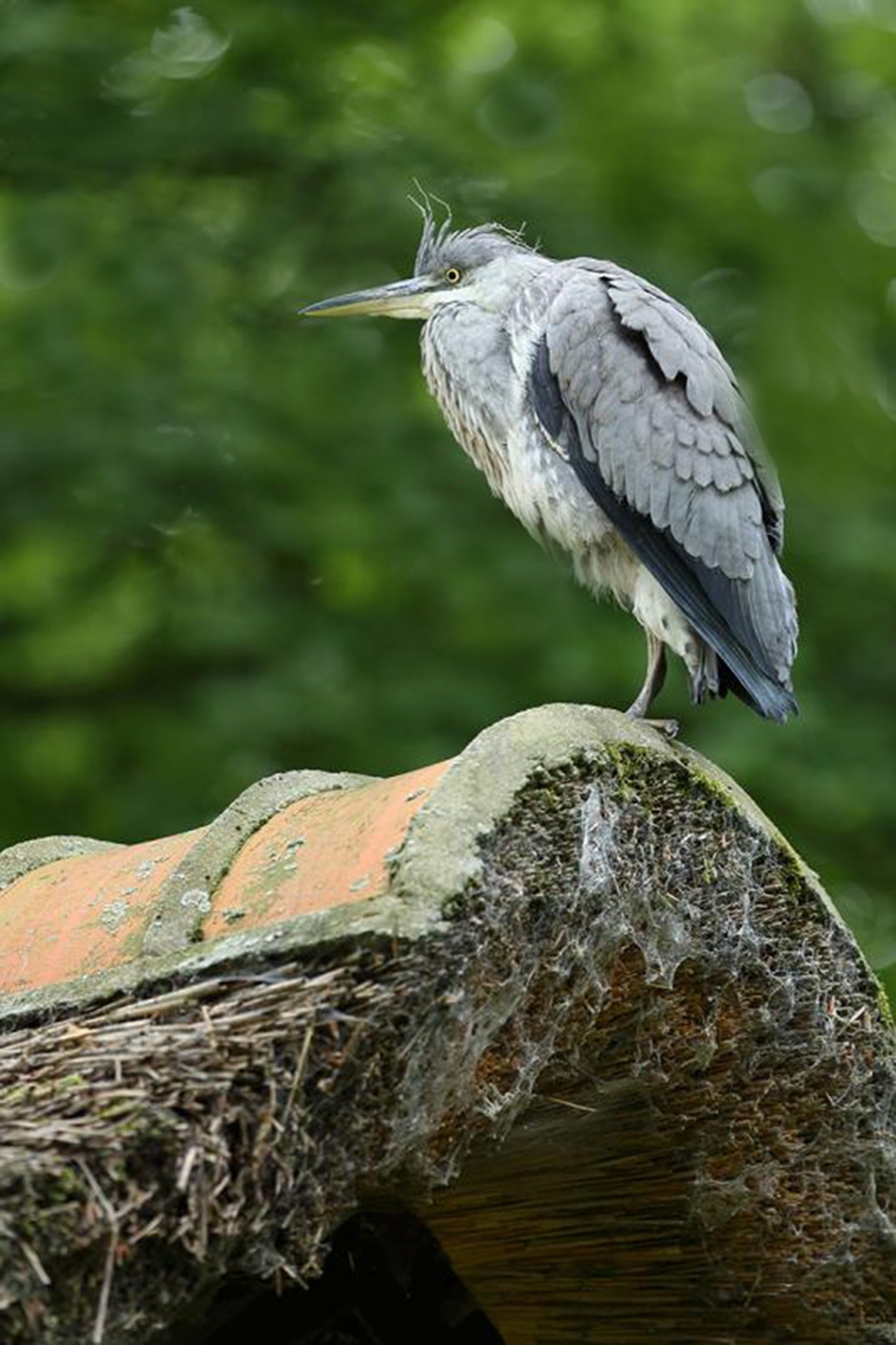 jonge blauwe reiger - Vogels - 