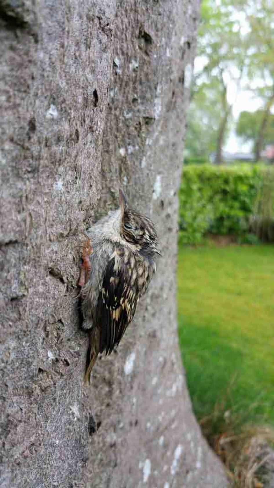 Jonge boomkruiper moederziel alleen .... - Vogels - boomkruiper