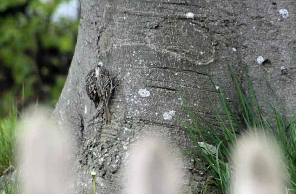 Jonge boomkruiper moederziel alleen .... - Vogels - boomkruiper