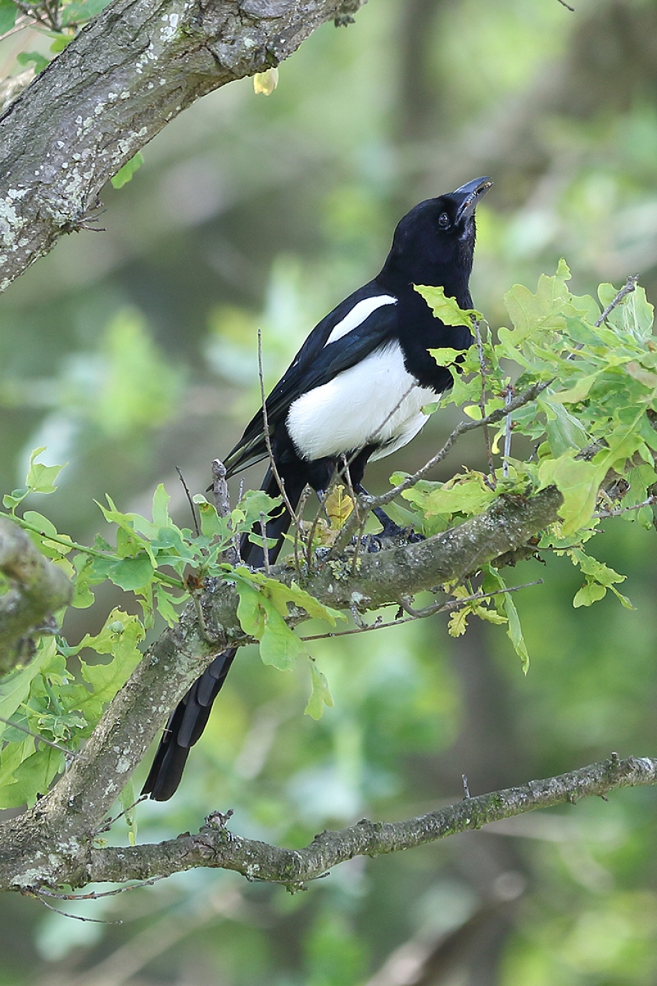 jonge ekster - Vogels - 