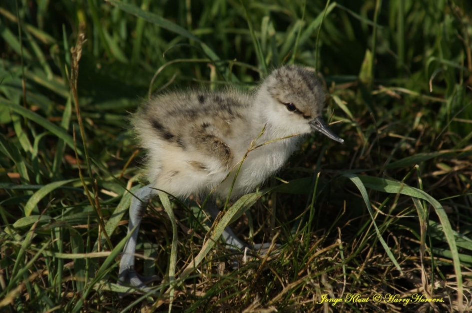 jonge kluut - Vogels - 