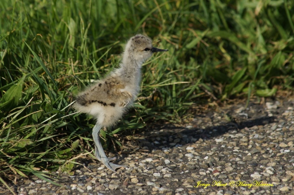 jonge kluut - Vogels - 