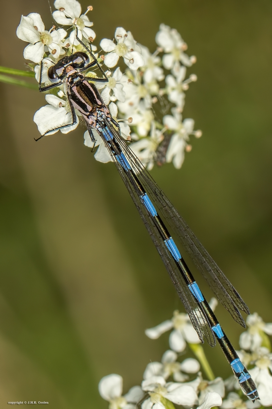 Juffer - Geleedpotigen - Juffer