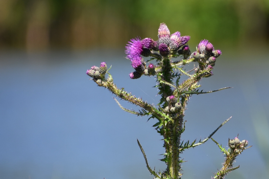 Kale jonker - Planten - 
