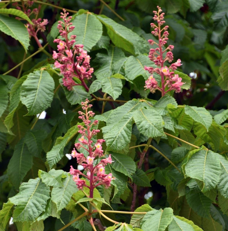 Kastanje bloem - Planten - 