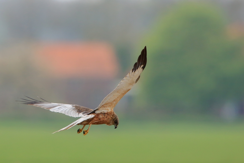 Kiek - Vogels - Bruine Kiekendief