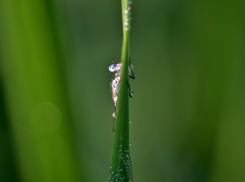 Kiekeboe, - Geleedpotigen - 'Variabele Waterjuffer
