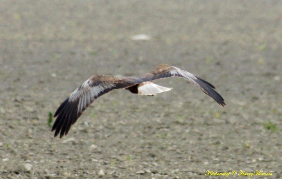 Kiekendief - Vogels - 