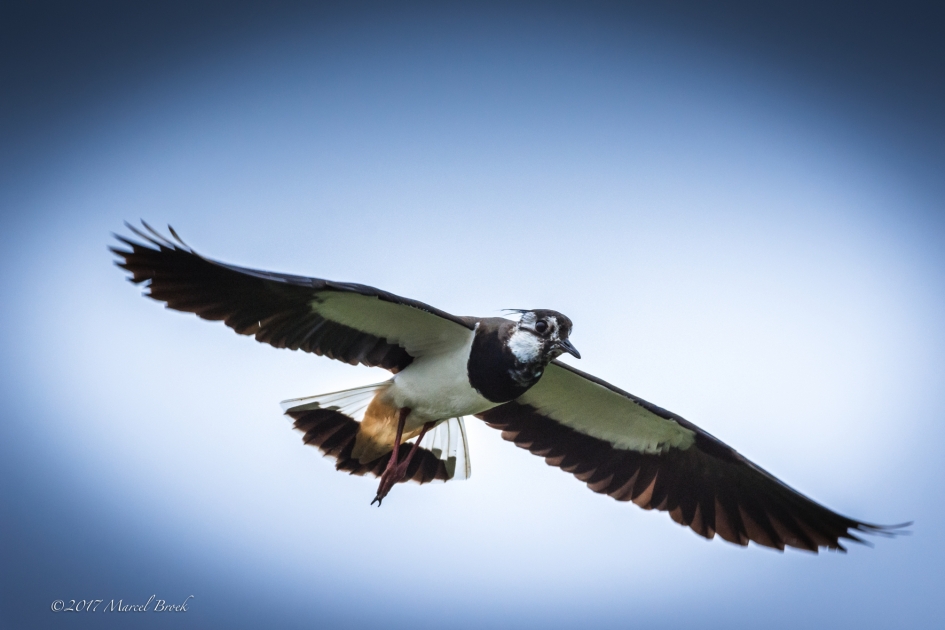 Kievit in vlucht - Vogels - Kievit