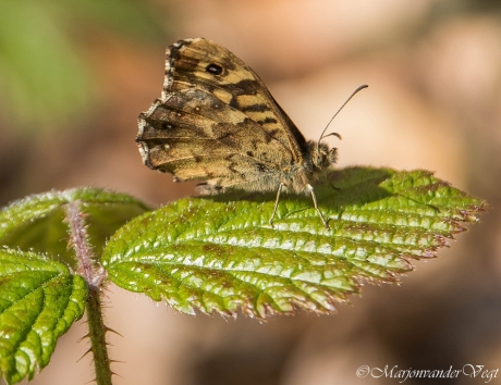 Kijk mij 'ns mooi zijn