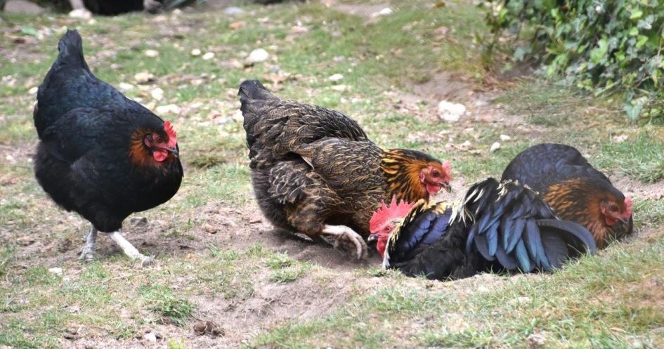 Kippen met haan lekker in het zonnetje! - Vogels - 