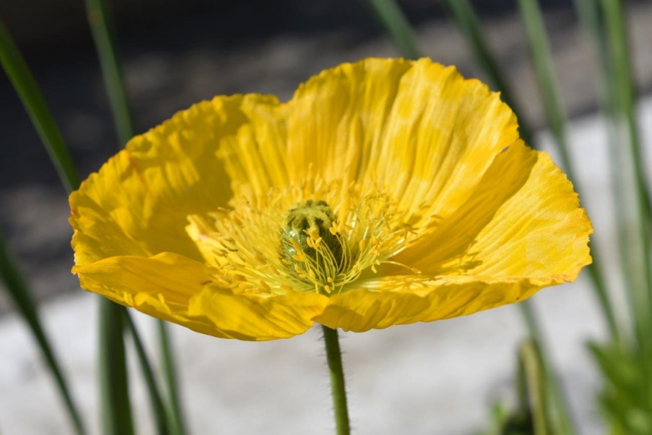 "Klaproos" - Planten - 